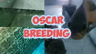 Oscar Fish Breeding Full Guide