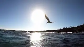 Galapagos Isla Santiago Sombrero Chino