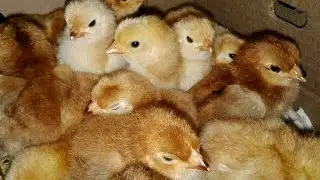 Lohmann Brown chicks during quarantine 🐥 2 weeks old