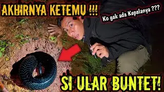 ULAR BUNTET TELAH DITEMUKAN! KEPALANYA KO GAK ADA?! KEPERGOK LAGI CARI MAKAN