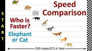 Speed Comparison : Race Simulation - Animal Race