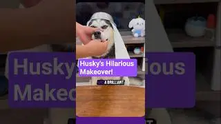 This Husky's Smile Is EPIC! #animal #dogshorts #husky #funny #funnyvideo #short