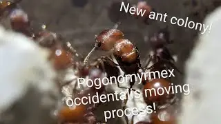 The full process of moving a Pogonomyrmex occidentalis colony!