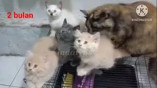 Ini dia perbedaan antara anak kucing mixdom, Persia medium dan Persian (pesek)