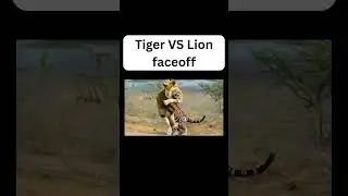 Epic Showdown: Tiger vs Lion &ndash; Who Reigns Supreme? 🐅👑🦁#TigerVsLion #BigCatBattle #TigerVsLionFight