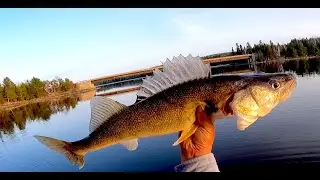 Early Ice Out Walleye, 2021.