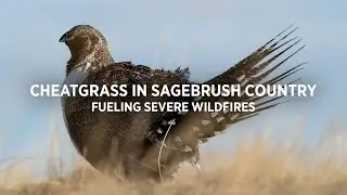 Cheatgrass in Sagebrush Country: Fueling Severe Wildfires