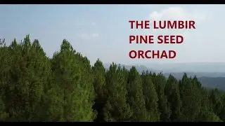 Roguing effect on Pine Tree Seed Orchad