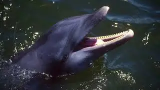 Sarasota Bay Dolphin Feeding Techniques: A Beggar's Sad Tale