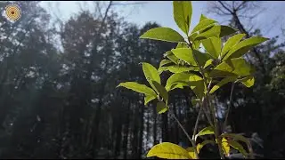 WWD 2025 - Tree Planting
