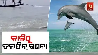 Forest Dept to Conduct Dolphin Census in Chilika Lake | Wildlife Protection News | Nandighoshatv