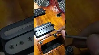 Sterling jp 100D #luhtier #serviceguitar #pekanbaru #riau #health #fyp