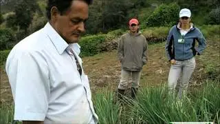 Cebolla: Control de enfermedades en cebolla a la raiz