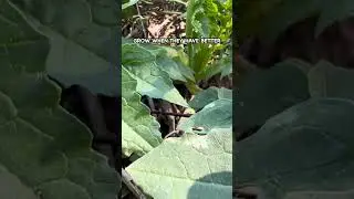 My Problem with Daikon Radish Cover Crop  #pasturedpigs #covercrops #soilhealth