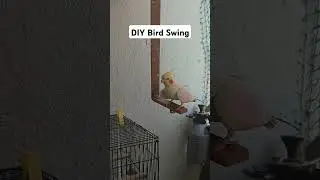Swing for Bird #pet #swing