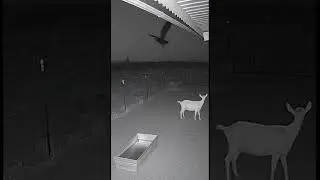 Arizona Ranch Night Incident #night #wildlife #animals #skinwalker