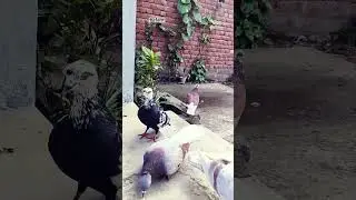 Cute Chickens, Ducks & Pigeons Together | Funny Bird & Farm Animal Shorts 🐓🦆🕊️