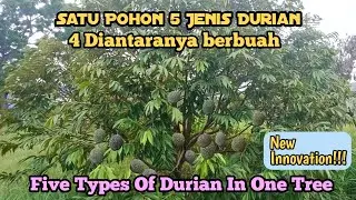 Inovasi Terbaru || Empat Jenis Durian Berbuah Dalam Satu Pohon