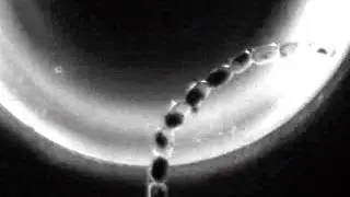 Flexible magnetic microchains