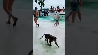Monkey pull down beautiful girl's panties