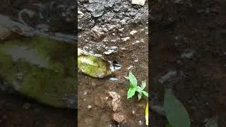 Ants and Rain water harvesting