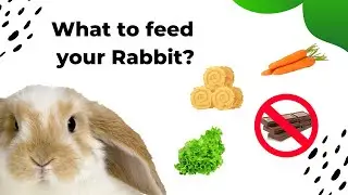 Bunny Bites: A Fun Guide to Feeding Your Pet Rabbit