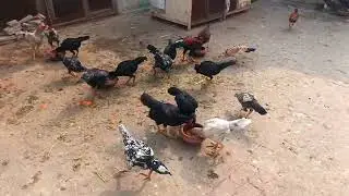 Pets vlog aseel thai