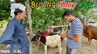 Buying Baby Cow From Cattle Market 🐮 | Cattle Market Haripur | Pak Birds