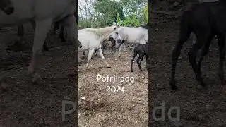 Potrillada#cab #potrillos #ganaderis