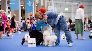 Tauro Kennel at WDS '25. Documentary film.
