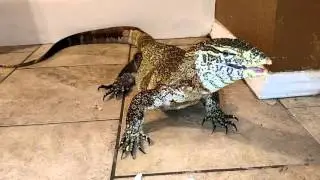 Nile Monitor eating hardboiled egg