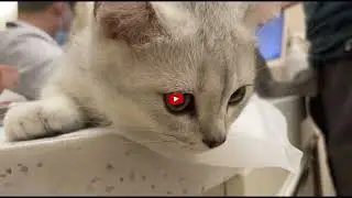 Brave Kittens' First Vet Visit: Stone and Wine's Vaccine Adventure!