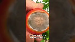 Fix Blossom End Rot in Tomatoes Fast &ndash; Expert Tips!  🍅 #TomatoTips