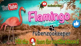 welcome to my animal keeper life with flamingos