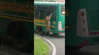 Bengaluru: Tourists Close Encounter With Tiger at Bannerghatta Biological Park