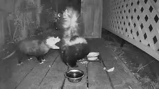 Possum Bites Skunk to Get Food - 1454013