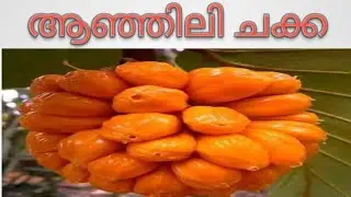 Wild Jack Fruit/ആഞ്ഞിലിപ്പഴം കഴിച്ചിട്ടുണ്ടോ #ytshorts #viralshort #food #trending #viralvideo