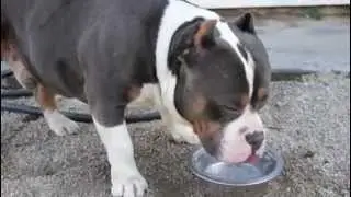 American Bully Grand Champion BEASTRO