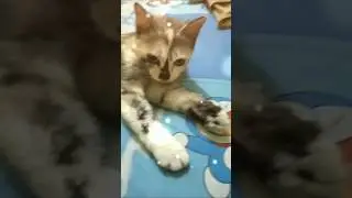 cute kitty #cat #catlovers #kitten #kittens #cute #kitty #meow #meong @deniwans
