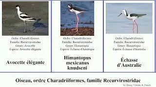 Oiseau, ordre Charadriiformes, famille Recurvirostridae &eacute;chasse avocette des bird queue blanche