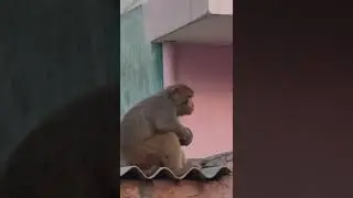 very Sad monkey 🐒