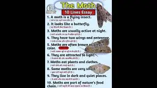 10 Lines Essay on The Moth in English || Easy Essay for beginners Students @CarryOn-360