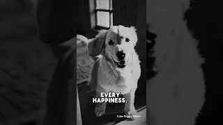Golden Retriever Memory : Base on True Dog Story
