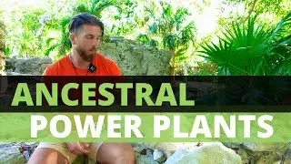 Ancestral Power Plants Mara Organic Introduction