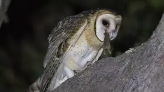 Boola Bardip WA Museum Gondwanalink Masked Owl film