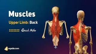 Upper Limb: Back | Muscles