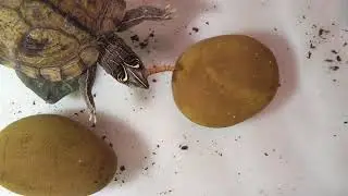 Insectapocalypse