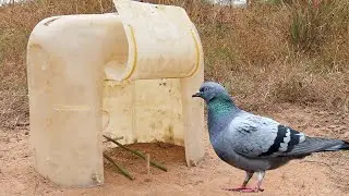 Easy Installing Pigeon Trap Using Plastic Bottle 30L And Wood - Simple Unique Bird Trap