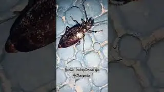 Beetle -a coleopteran (order) from phylum Arthropoda