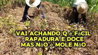 Colheita de feijão 